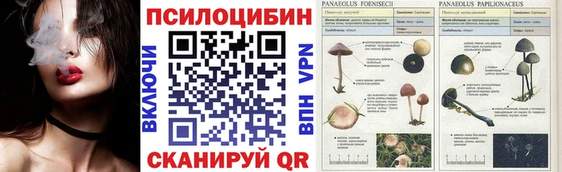 наркота Балтийск гидра как зайти Псилоцибиновые грибы прущие грибы